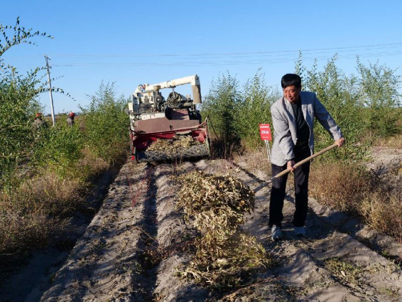 内蒙古自治区玉米丰收,内蒙古粮食丰收实现开门红