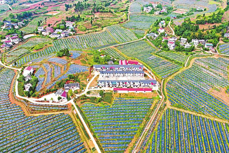 聚焦楼宇经济培育招商引资新动能,聚焦产业振兴培育三大园区