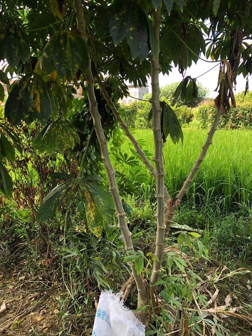 姐姐转战多个水库，鲮鱼爆护，豆豉鲮鱼不吃却拉回一麻袋有毒木薯