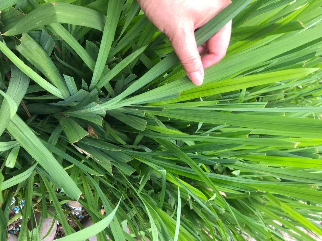 花园庭院设计花卉园艺,花园搭配的草类植物
