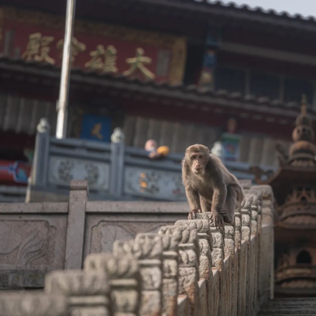 我国四大名山九华山,四大佛教名山哪个风景最美