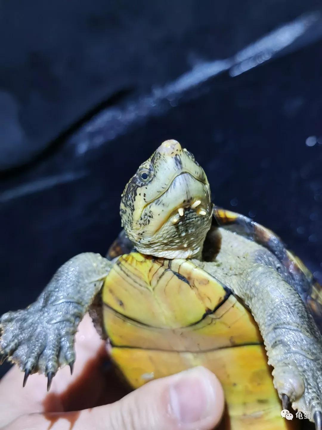 黄泽泥龟为什么冷门,泥龟冷门品种