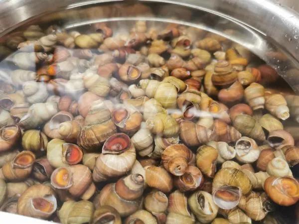 炒田螺不要辣家常做法,炒田螺最忌直接下锅