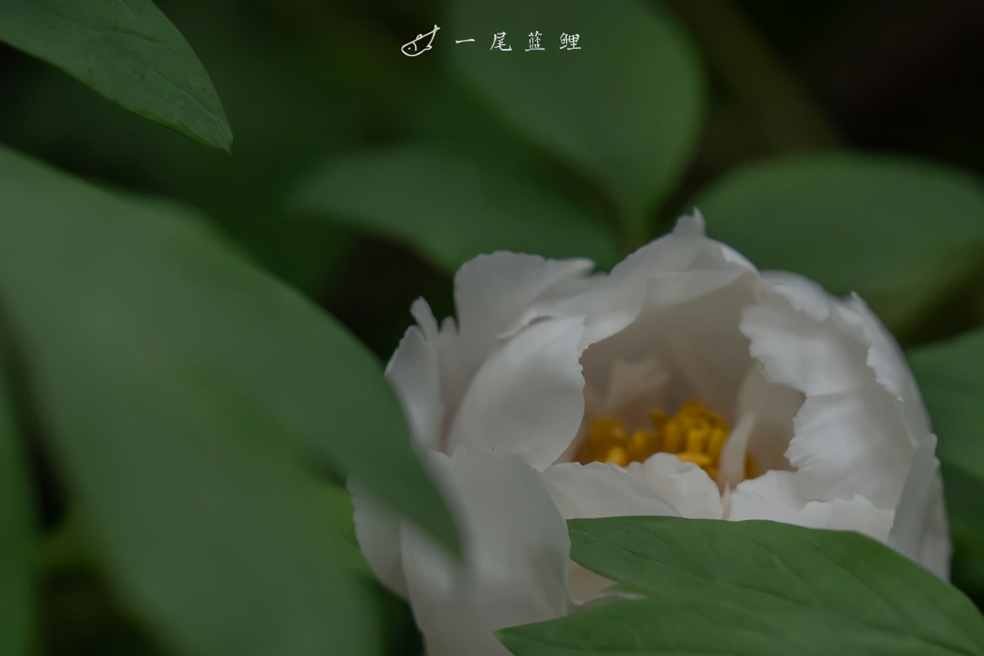 植库‖跟随仙气飘飘的油牡丹，追寻春天的步伐