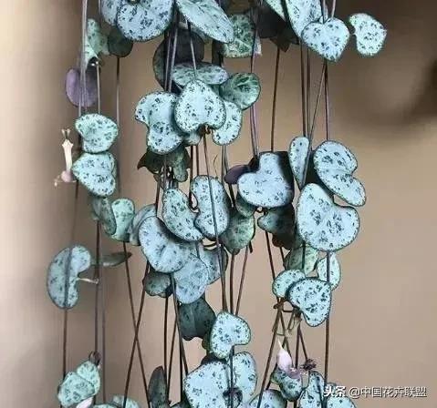 打翻了调色盘的花,打翻了调色盘的美景