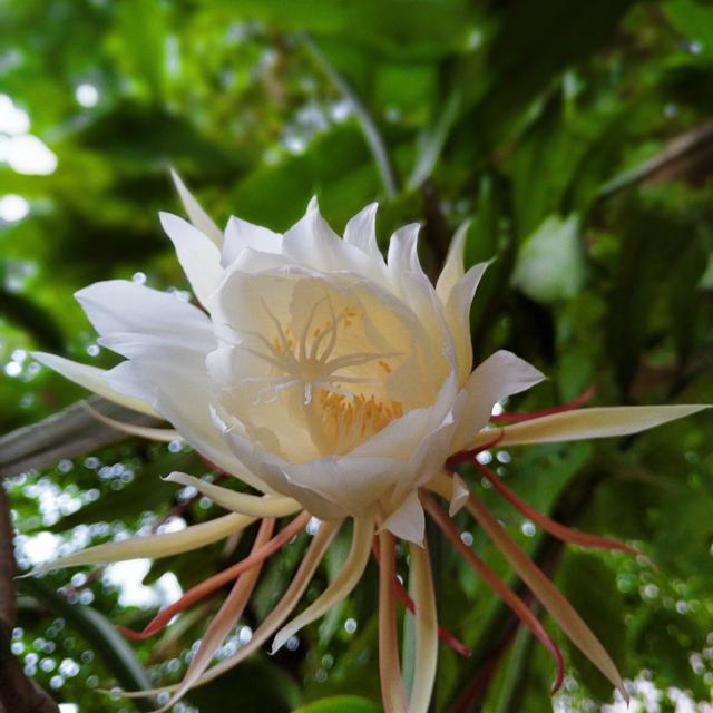 琼花能开多久,琼花为什么在晚上开