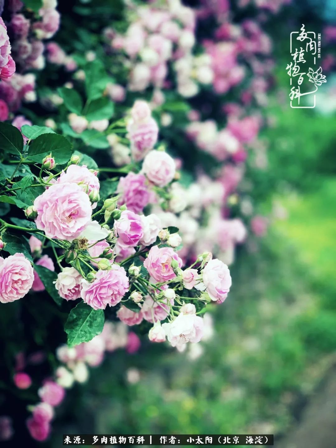 来自多肉的顽强生命力,与多肉朝夕相伴的美好时光