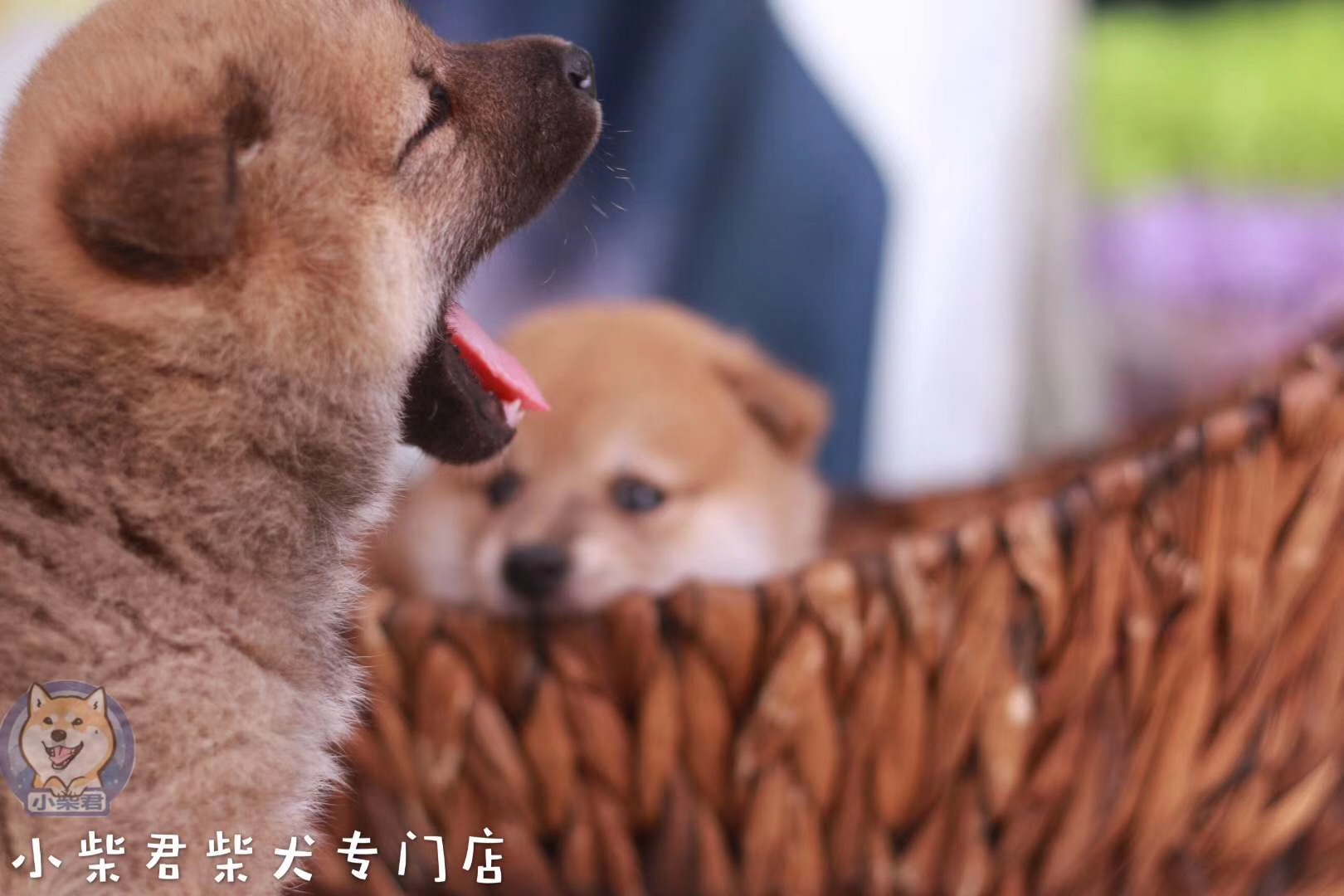 柴犬价格到底多少钱一只,柴犬价格大概多少钱一只