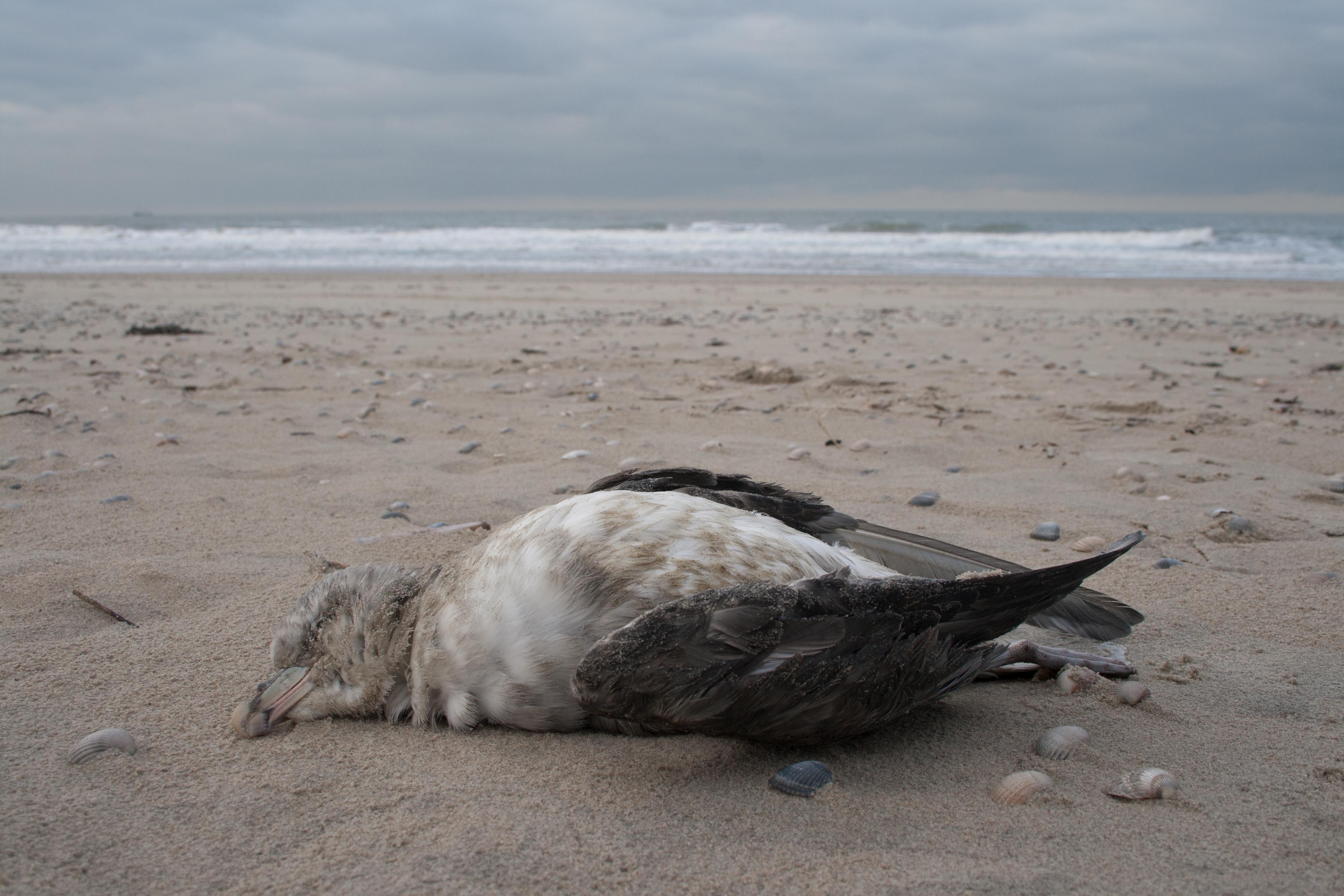 会喷毒液的鸟,会喷臭液的昆虫