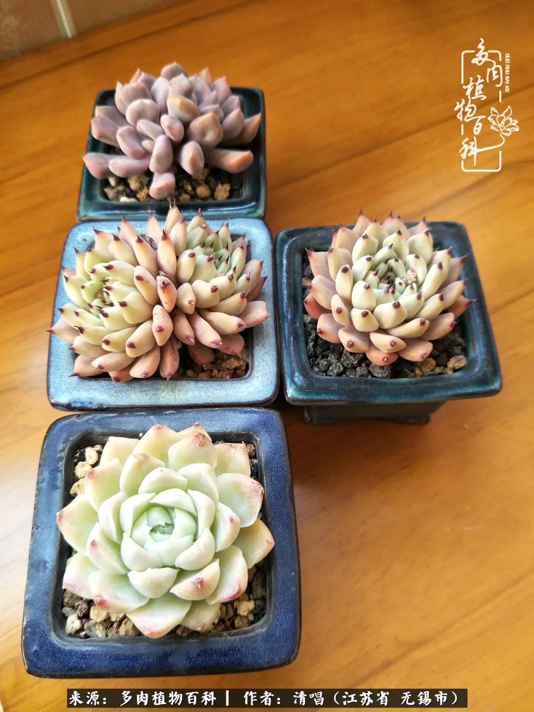 多肉植物百科好看又好养的多肉,喜欢多肉的朋友欢迎光临多肉园艺