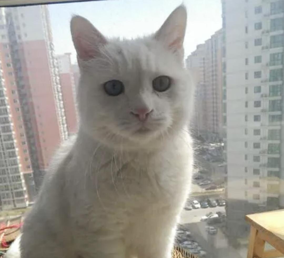 猫感染了新型冠状病毒啥症状,猫感染了新型冠状病毒有什么症状