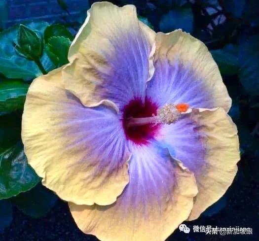 扶桑花和木槿花的区别图片,扶桑木槿花图片