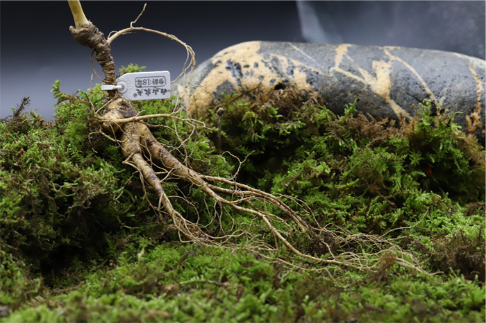 桓仁道地野山参的特点是什么,桓仁县胡庆余堂野山参基地