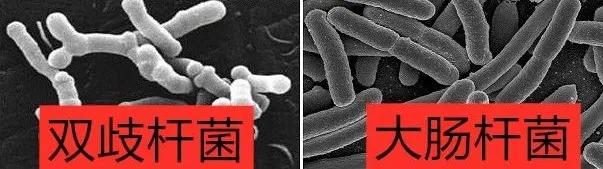 猫肠道发炎菌种不均,猫肠道菌群活性差怎么办
