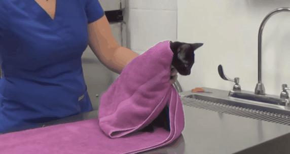 猫：来啊，踩我屁股啊，使点劲儿