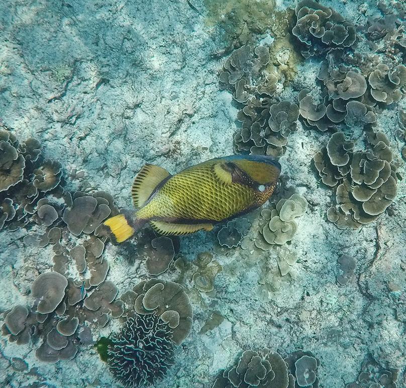 泰国普吉岛斯米兰岛旅游攻略,泰国旅游普吉岛的夏天皮皮岛浮潜
