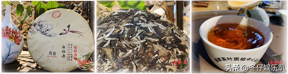 关于白茶的六大谣言,白茶过曝