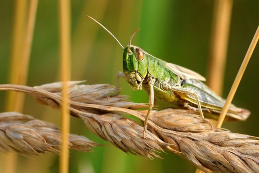 人为把蝗虫聚在一起会引发蝗灾吗,发生蝗灾蝗虫天敌去哪了