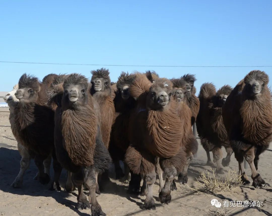 戈壁红驼，乌拉特草原上的珍珠