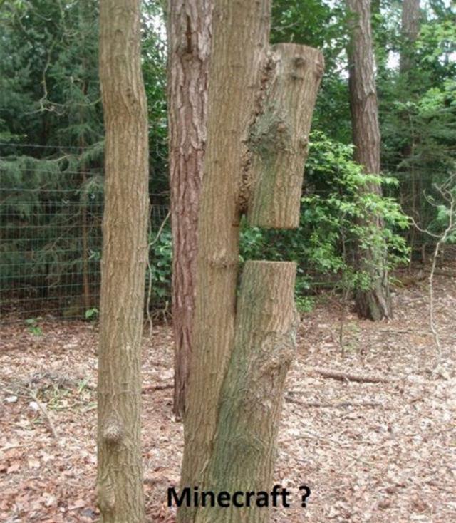 我的世界mc目击事件,我的世界陷阱抓苦力怕