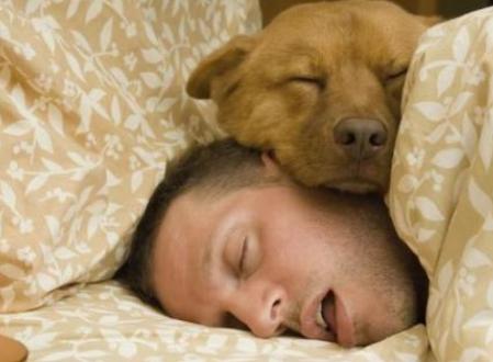 狗狗想生宝宝时会有怎样的表现,狗狗把你当成妈妈的表现