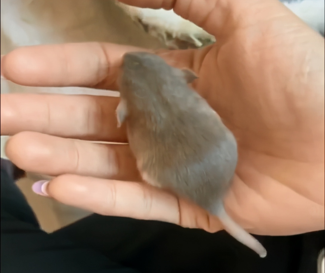 精灵鼠小弟是什么老鼠,精灵鼠小弟个人简介