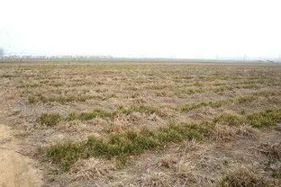 2023年农村包地有前景吗,农村包地有前景吗