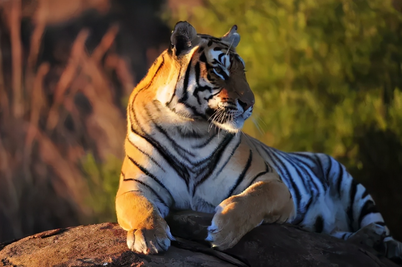 人类对猫的发展史,猫在人类发展历史的地位