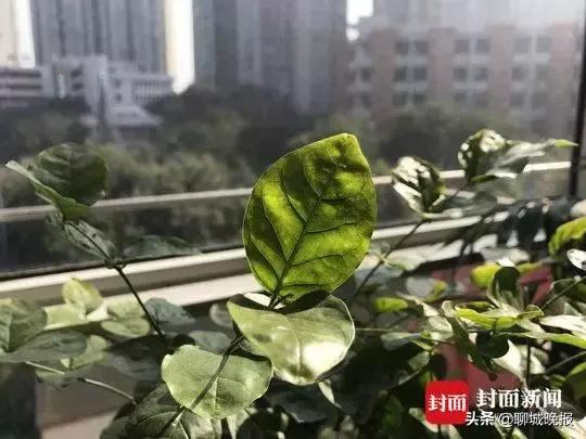 一生都在“拼命”的脑瘫妈妈患肿瘤，拼死生下的女儿却说……