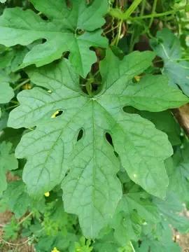 丝瓜黄瓜苦瓜哪种爬藤最茂盛,黄瓜南瓜丝瓜的花多半都不会结果