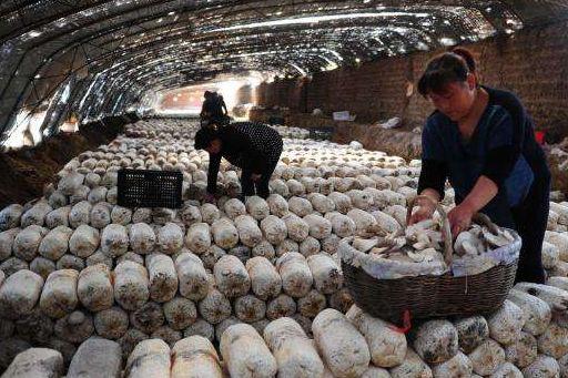 农村种植赚钱小技巧,农村60岁种植什么最赚钱