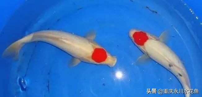 十大最好看的观赏鱼,观赏鱼100种形态