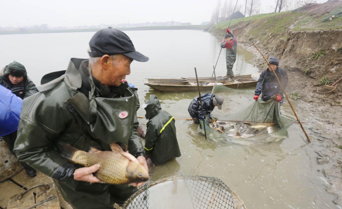 黄金水蛭一只多少钱,水蛭软黄金