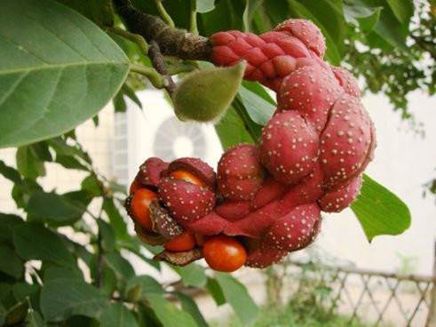 玉兰花洁白无瑕春意浓,玉兰花洁白无暇淡雅