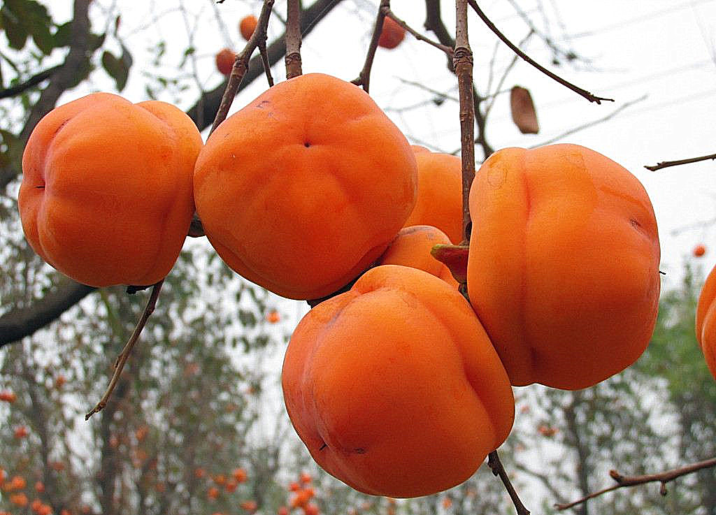 各种水果挑选小妙招,各种水果挑选技巧大全