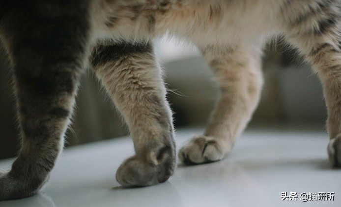 猫砂的100个常识,猫砂成分能被什么反应掉