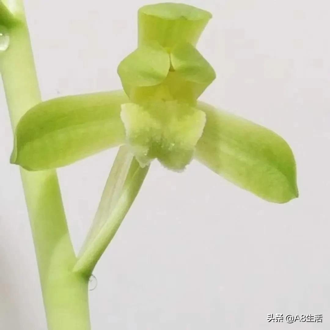 十月份兰花管理措施,兰花发新芽怎么养护