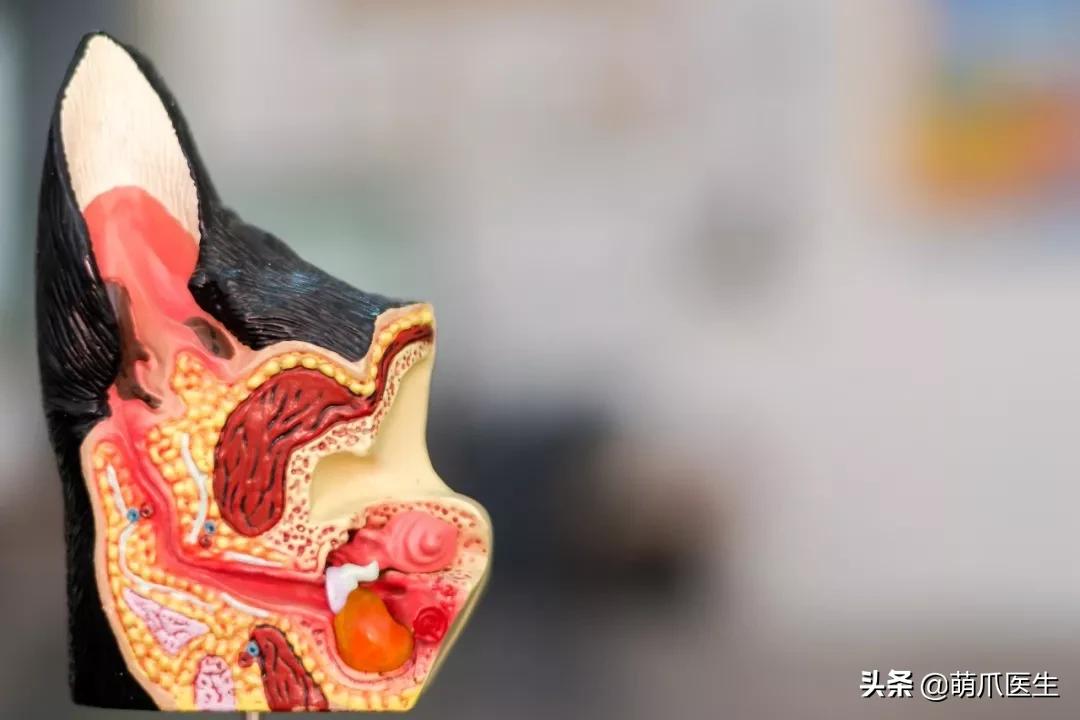 给猫狗清洁耳道切勿用镊子缠棉花捅插，这样做才是正确做法