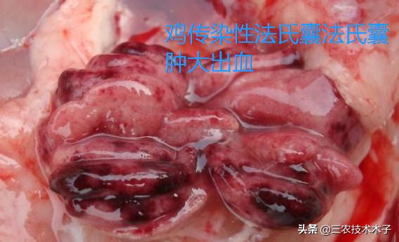 鸡拉白屎不睁眼怎么回事,鸡拉白色粪便没精神怎么治疗