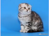 养猫新手买猫注意什么,新手养猫和买猫的注意事项