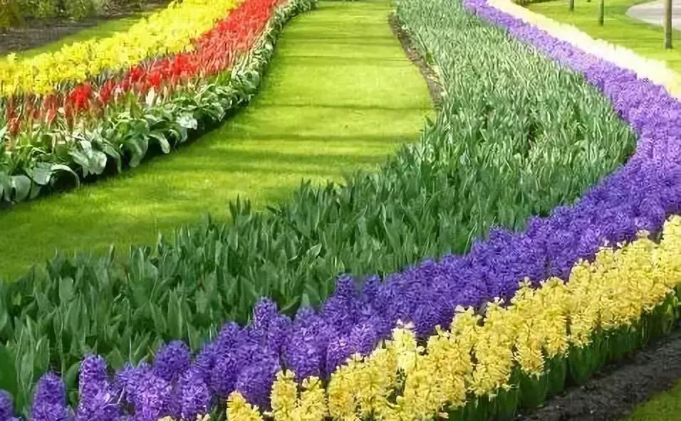 荷兰农业的惊人之处在哪里,荷兰农业是怎么养活的