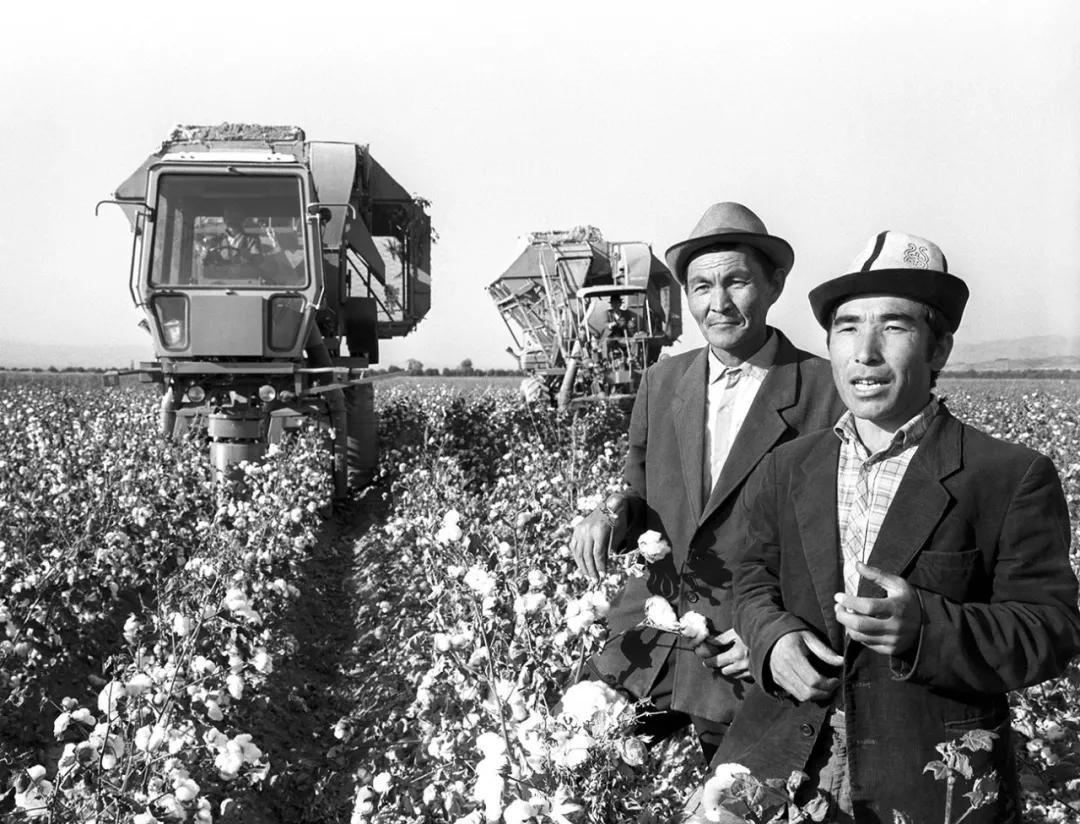 新棉花的特点,新棉花已十年了还能用吗