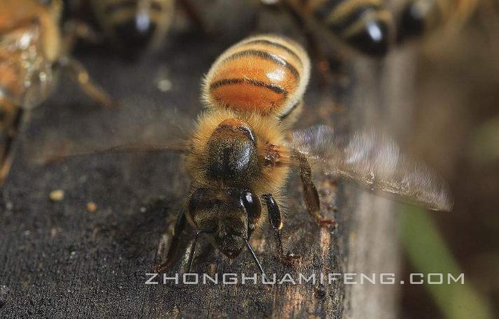 中蜂王台怎样鉴定好坏,主要检查蜂群哪几方面