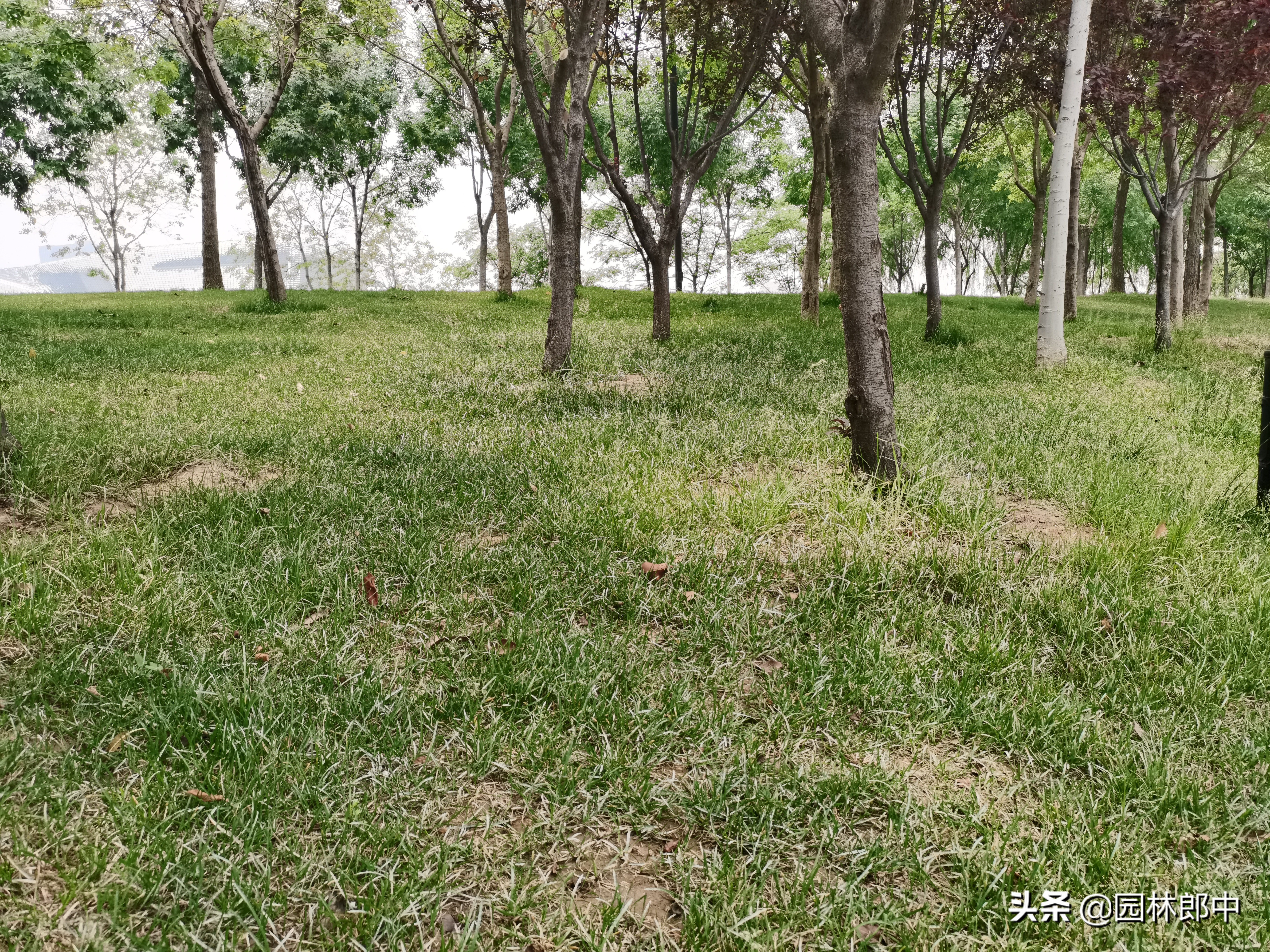 夏季草坪发黄发枯怎么救活,草坪出现黄粉病怎么治