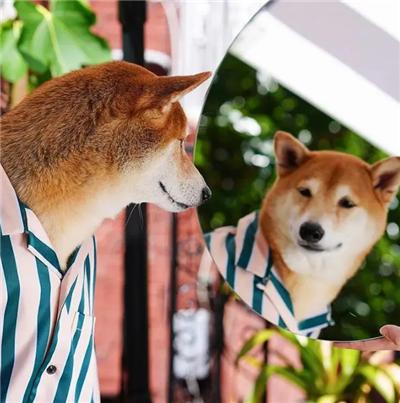 成熟狗狗穿搭,狗界王老五的时尚型穿搭示范