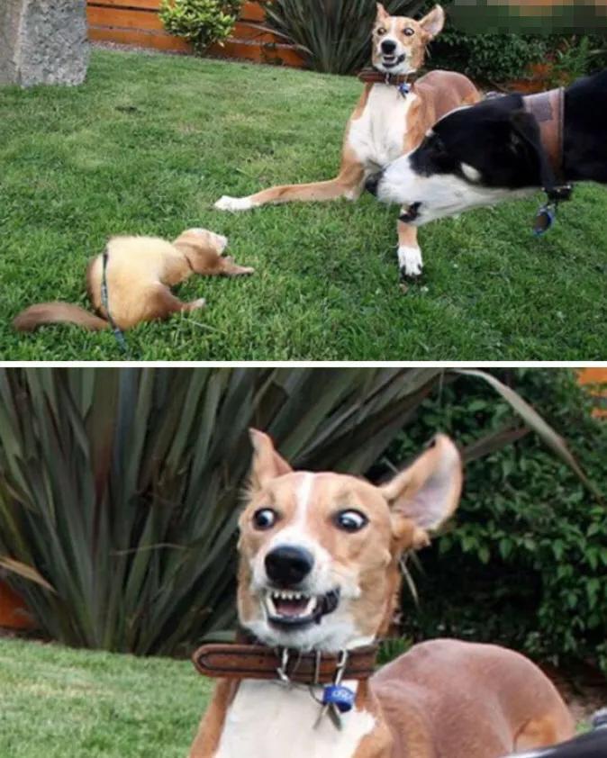 秋冬狗狗用什么驱虫效果好,狗狗秋冬怎么预防感冒