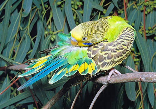 养虎皮鹦鹉的新手教程,养虎皮鹦鹉的小技巧视频