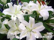 中药图片大全名称,中药图片大全带药名高清