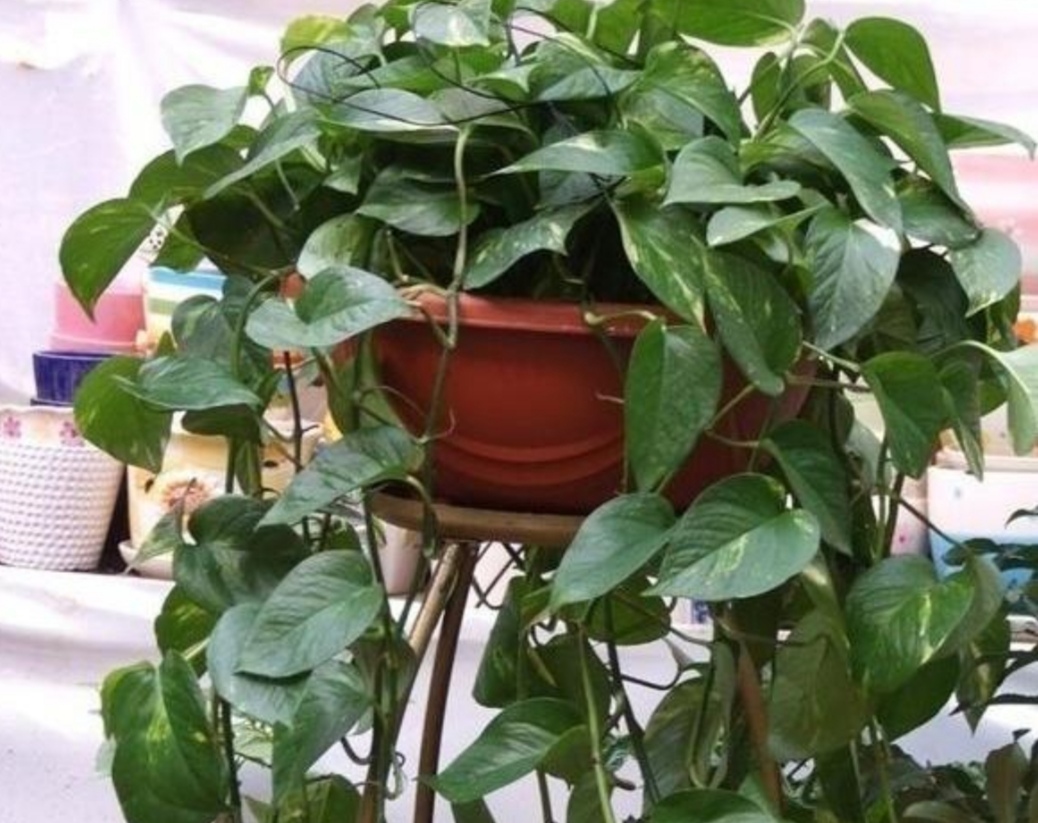 养绿萝只放水,绿萝怎么养才能更旺盛不用肥料养