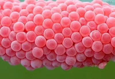 吃田螺吃到一股腥味有事吗,吃田螺吃到了些沙有事吗